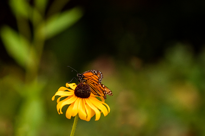深入解析uedbet平台的优势与用户体验